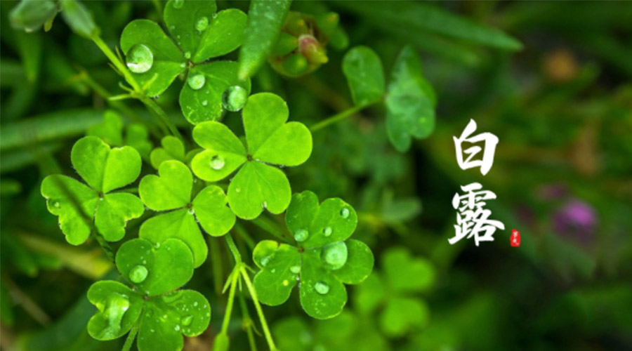 白露時(shí)節(jié)！ 金環(huán)電器提醒大家要注意這些事項(xiàng)